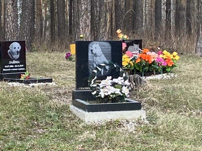 Лесная зона