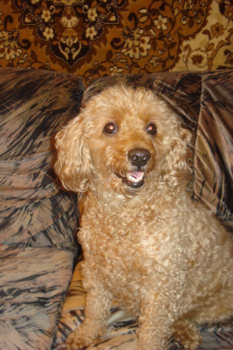 Малый абрикосовый пудель (девочка) ЛАКИ